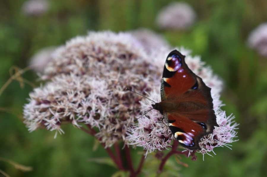 Peacock butterfly on a hemp-agrimony flower